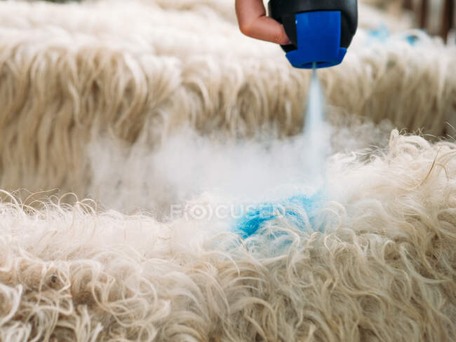 Crop unrecognizable farmer removing blue colored dye from wool of sheep using special aerosol in countryside — Stock Photo