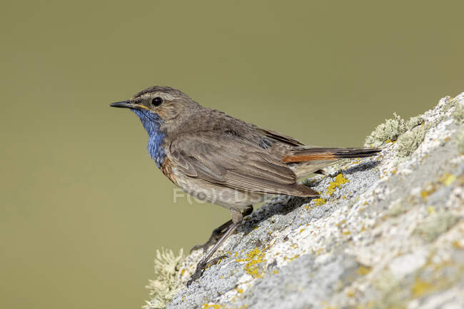 Vista lateral de pájaro paseriforme de garganta azul lindo de pie sobre piedra en la naturaleza en el día soleado - foto de stock