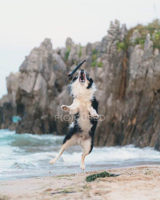 Очаровательная активная черная собака с белыми пятнами, прыгающими в воздухе на берегу возле размахивающего морем у скалы — стоковое фото