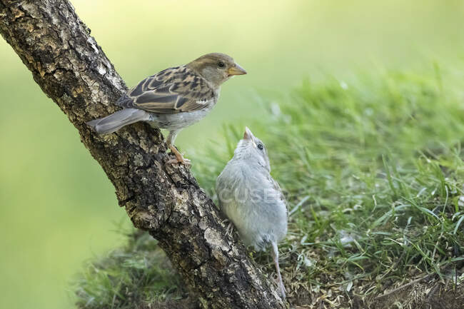 Pair of adorable house sparrows sitting on tree trunk growing in green park on sunny day — Stock Photo