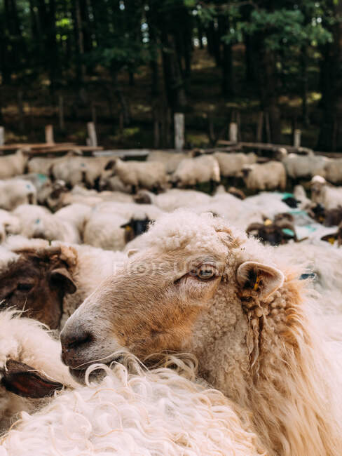 Gregge di pecore soffici che pascolano in recinto circondato da lussureggianti alberi verdi in campagna — Foto stock