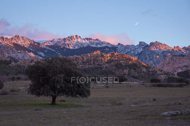 Дивовижний краєвид дерев, що ростуть у полі під сонцем, з пухнастими рожевими хмарами у національному парку Сьєрра - де - Гуадаррама (Іспанія). — стокове фото