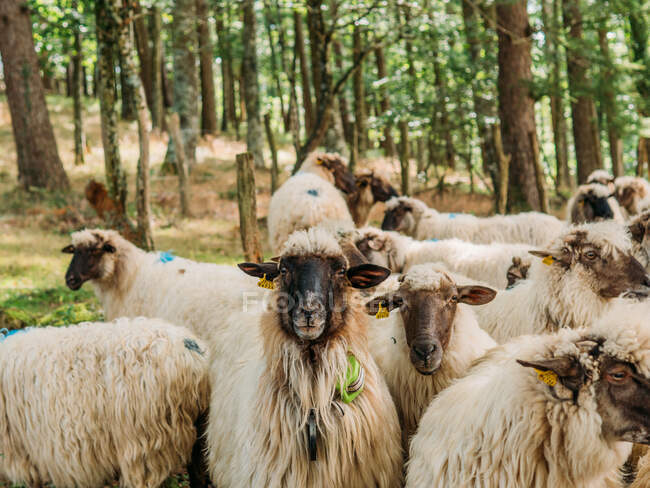Herde flauschiger Schafe mit gefärbten Flecken auf Wolle, die an sonnigen Tagen neben grünen Bäumen in der Landschaft stehen — Stockfoto