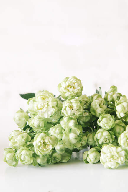 Profumo di fiori aromatici freschi di gelsomino arabo con petali delicati disposti su tavolo bianco in studio — Foto stock