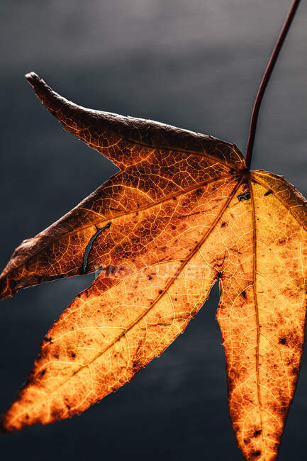 Texture of dry fallen orange autumn leaf with thin veins and stem against blurred gray background — Stock Photo