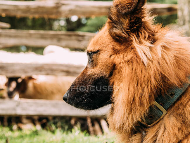 Adorable perro pastor vasco esponjoso de pie cerca de valla de madera y mirando hacia otro lado con atención en el cuidado de las ovejas camping - foto de stock