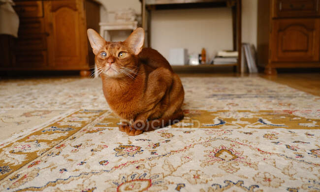 Домашний абиссинский кот с коричневой шерстью сидит на полу в квартире и газируется с любопытством — стоковое фото