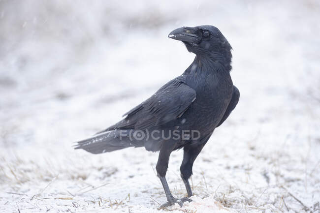 Corbeau charognard attentif au plumage noir et au bec regardant ailleurs alors qu'il se tenait debout sur un sol enneigé le jour d'hiver — Photo de stock