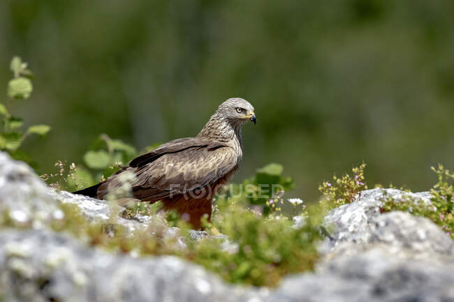 Vista lateral del ave rapaz diurna Milvus milvus sentada sobre roca en hábitat natural - foto de stock