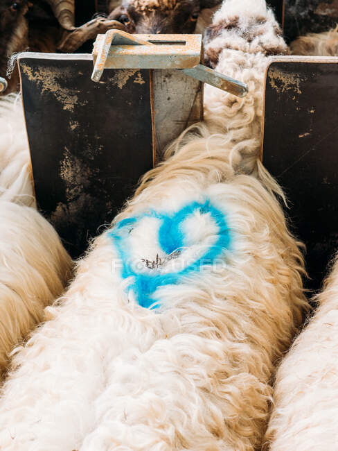 From above of domestic sheep with heart shaped marking on fluffy wool grazing in enclosure in animal care camping — Stock Photo