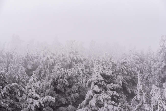 Névoa espessa flutuando sobre floresta densa com árvores coníferas na encosta nevada no parque nacional da Espanha no dia de inverno sombrio frio — Fotografia de Stock