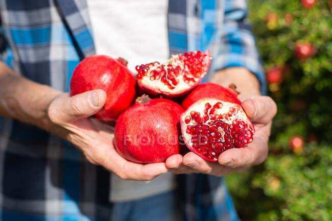 Crop anonymous male gardener showing handful of freshly picked pomegranates with red seeds during harvesting season in garden on summer day — Stock Photo