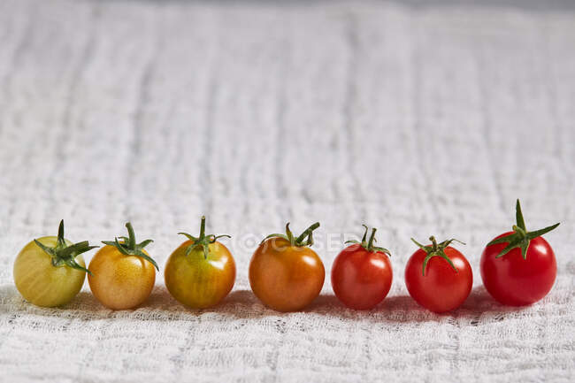 Ряд зелених і стиглих вишневих помідорів, що показують стадію дозрівання на білій марлі — стокове фото