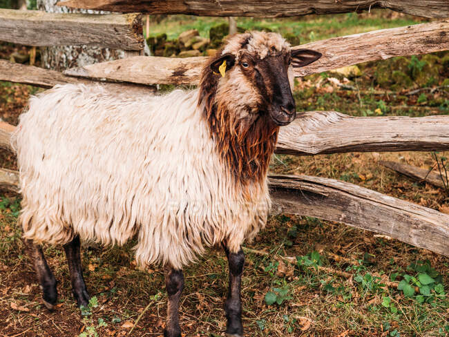Vista lateral de ovejas de raza pura con cuernos rizados y piel esponjosa pastando en prado herboso seco en el patio - foto de stock