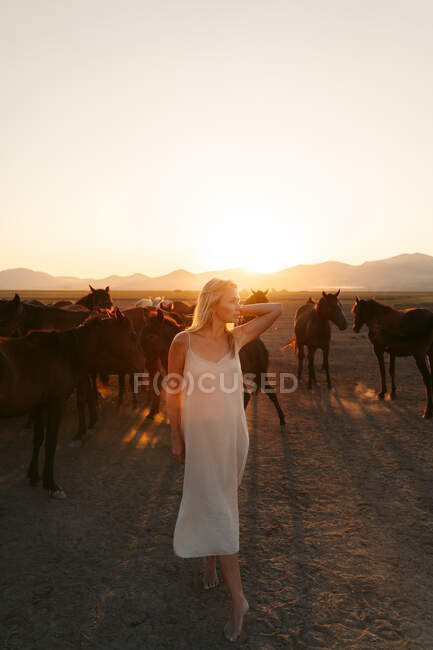 Блондинка в білій сукні дивиться з стадом коней у полі під заходом сонця — стокове фото