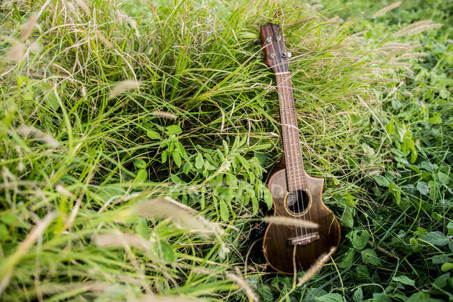 Сверху стильная деревянная укулеле помещается среди зеленой травы, растущей в поле на природе при дневном свете — стоковое фото