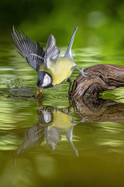 Adorable yellow breast Parus major passerine bird sitting on broken tree stump in pond water — Stock Photo
