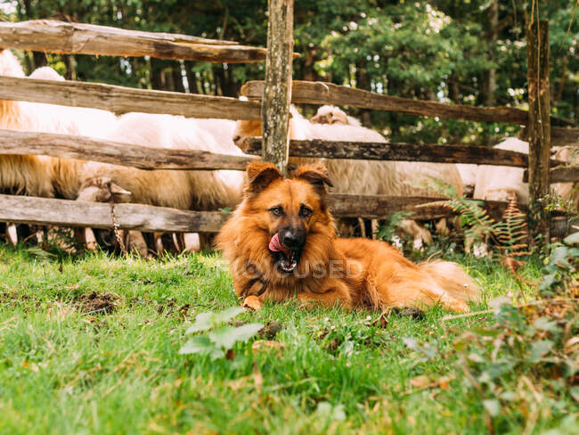 Aufmerksame Hunde sitzen auf Grasboden in der Nähe von Holzzaun und bewachen Schafherde in der Landschaft — Stockfoto