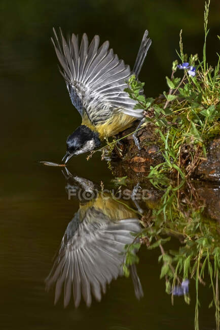 Vista laterale del simpatico uccello pettirosso europeo che vola sul lago con ali spiegate e acqua potabile — Foto stock