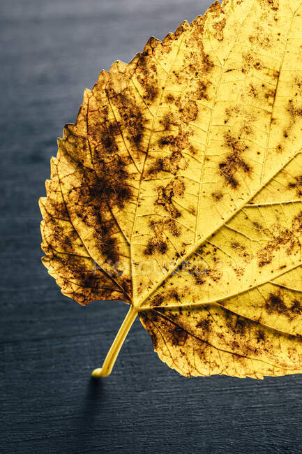 Texture of dry fallen yellow autumn leaf with thin veins and stem against blurred gray background — Stock Photo