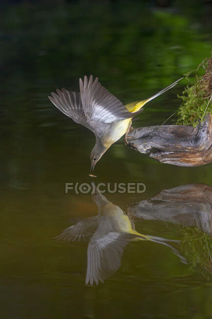 Чарівна жовта груди Парус головний перехожий птах, що сидить на зламаному пні в ставковій воді — стокове фото