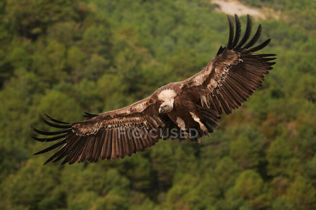 Griffon vulture with brown plumage flying in air on sunny day in natural environment in Pyrenees — Stock Photo