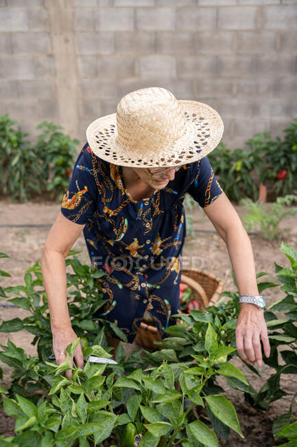 Irriconoscibile contadina anziana in cappello con forbici in piedi vicino alla pianta verde che cresce in giardino durante la stagione della raccolta in campagna — Foto stock