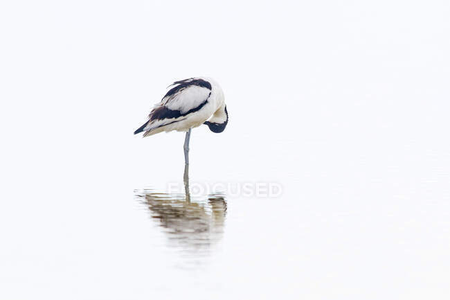 Вид збоку витончений чорно-білий птах з авокадо, що передує пір'їнню, стоячи в мілководді озера в денний час — стокове фото
