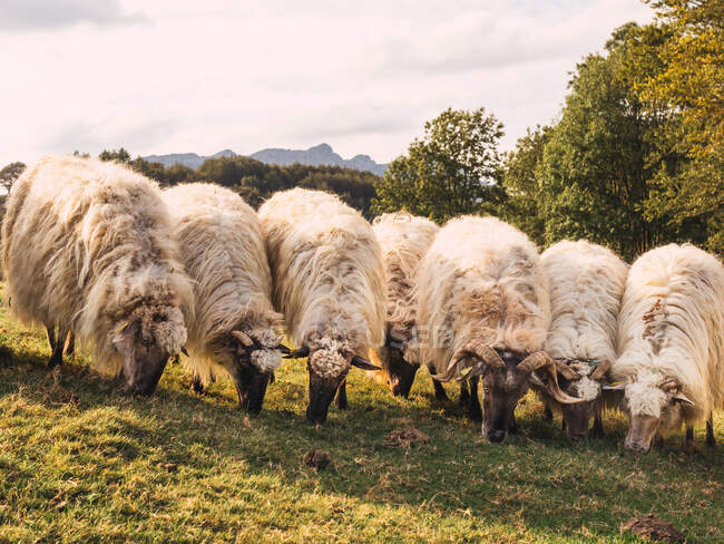 Manada de ovejas esponjosas pastando hierba en el prado situado en el pintoresco campo montañoso en España - foto de stock