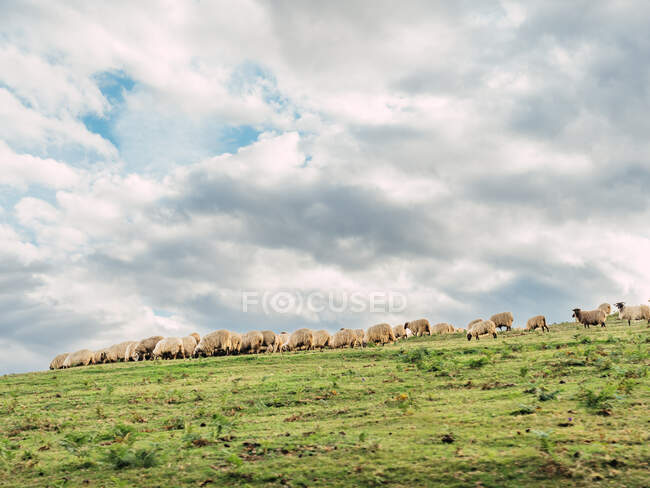Flock of fluffy sheep grazing grass on meadow located in picturesque mountainous countryside in Spain — Stock Photo