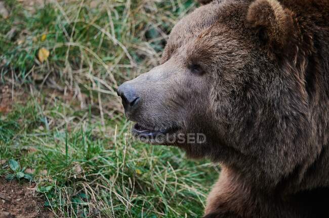 Wild brown bear in grass on the wood — Stock Photo