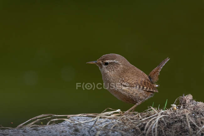 Side view of cute Eurasian wren bird standing on stone in nature on sunny day — Stock Photo