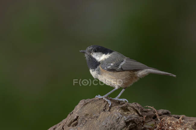 Side view closeup of adorable Coal tit bird sitting on broken tree trunk on sunny day in green forest — Fotografia de Stock