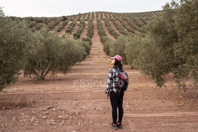 Back view full body of unrecognizable female tourist with rucksack standing on sandy ground while observing lush green olive trees in grove — Stock Photo