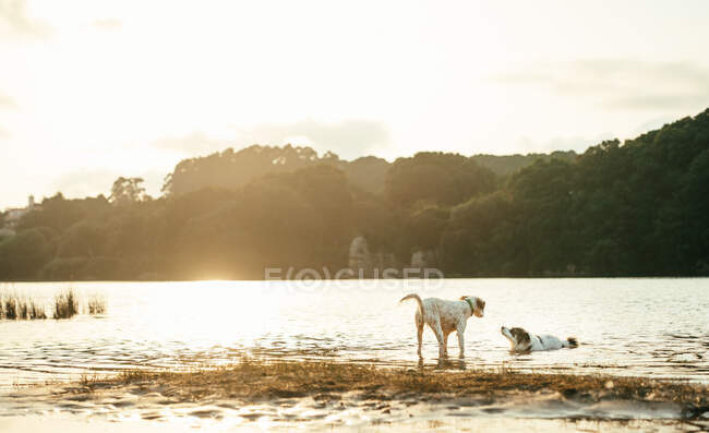 Cute active dogs playing together on grassy wet coast near calm river against forest with trees on summer day in nature — Stock Photo