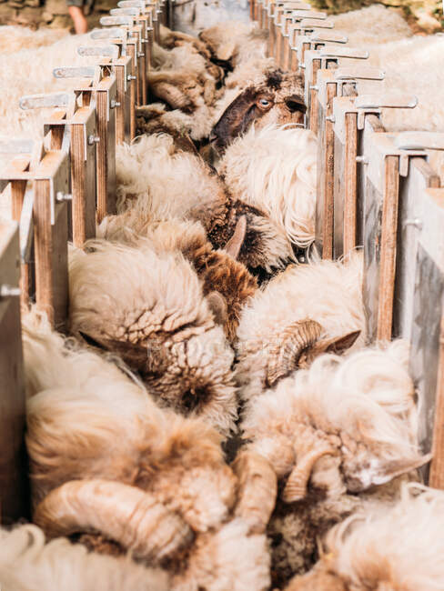 De dessus de troupeau de moutons se nourrissant dans la ferme pendant la journée — Photo de stock