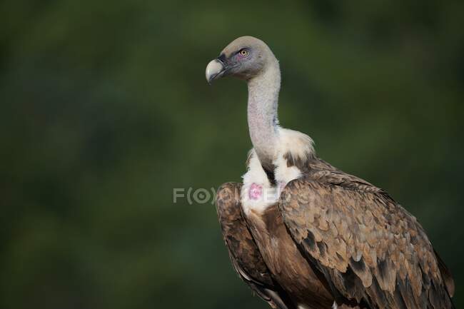 Brown feathered griffon vulture on green background on sunny day in Pyrenees — Stock Photo