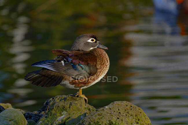 Vista lateral do pato de madeira fêmea bonito com plumagem colorida sentado na pedra perto de lagoa ondulante no dia ensolarado — Fotografia de Stock