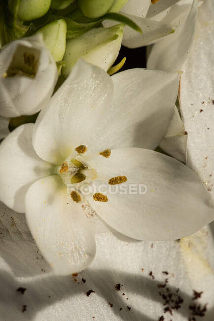 Вид сверху на пышные бутоны белых лилий eustoma при дневном свете — стоковое фото
