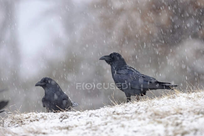 Corbeaux charognards attentifs au plumage noir et au bec regardant ailleurs alors qu'ils se tiennent debout sur un sol enneigé le jour d'hiver — Photo de stock