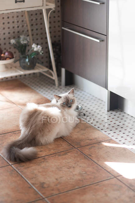 Урожай симпатичного котенка в белом и голубом пальто, смотрящего в камеру днем на землю — стоковое фото