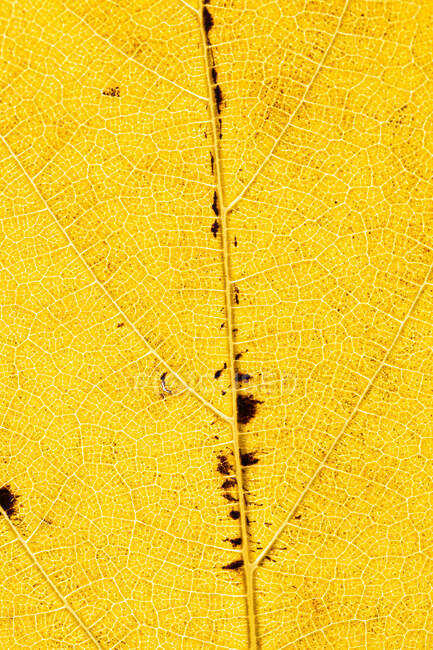 Одяг яскраво-жовтого тонкого сухого осіннього листка з венами для повного обрамлення абстрактного тла — стокове фото