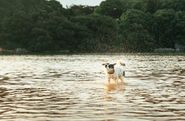 Cane soffice carino in piedi nel fiume mentre scuote l'acqua contro alberi verdi lussureggianti nella giornata estiva in natura — Foto stock