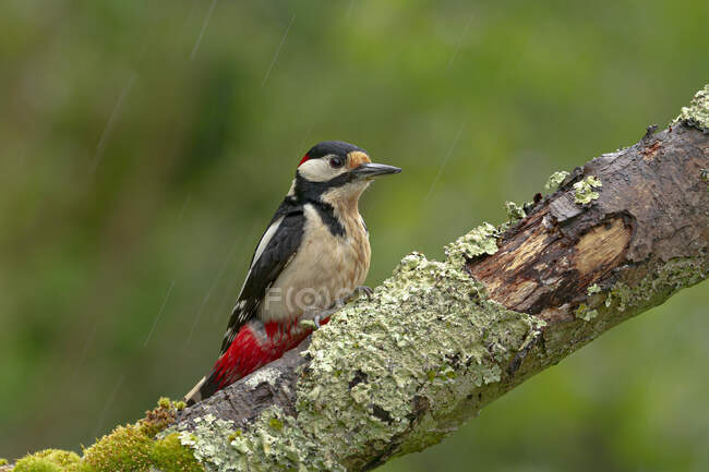 Adorable Dendrocopos major spotted bird sitting on tree branch in green forest — Stock Photo