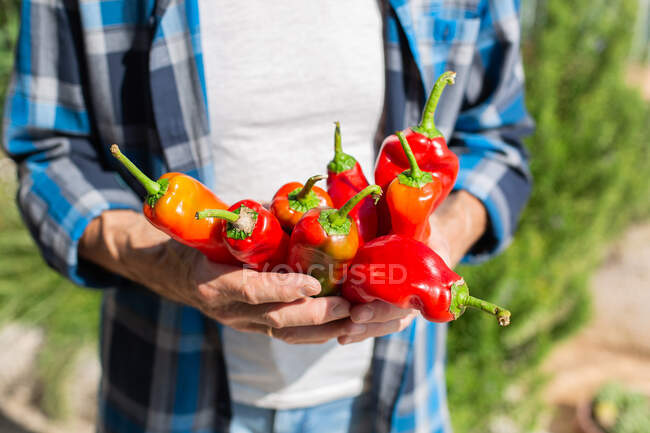 Crop anonymous gardener in checkered shirt showing red sweet peppers while standing in sunny garden during harvesting season on sunny day — Stock Photo