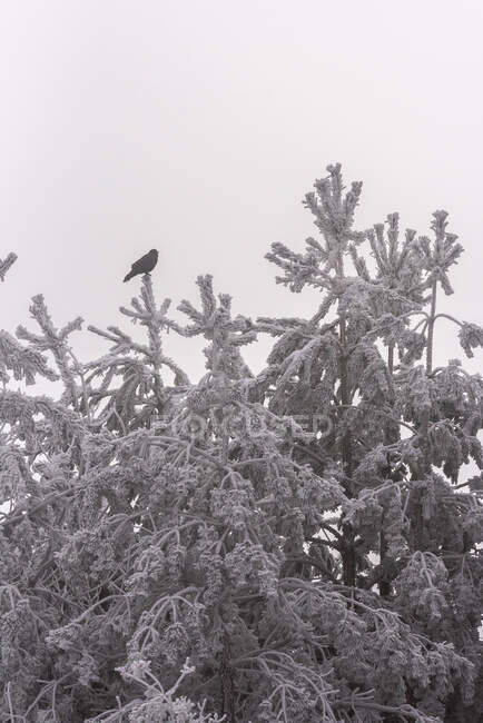 Чорний птах сидить на хвойних деревах, вкритих вишневим жаром, взимку в лісі в національному парку Іспанії. — стокове фото