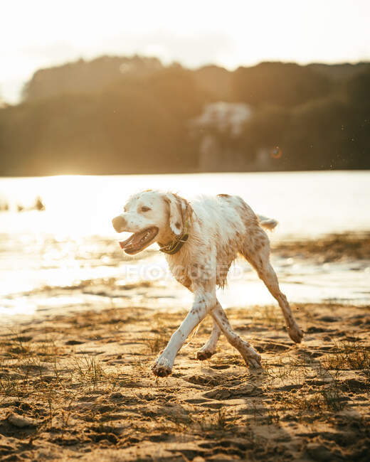 Cane carino con pelliccia bianca che corre sulla costa vicino al fiume contro la riva con foresta verde nella giornata estiva in natura — Foto stock