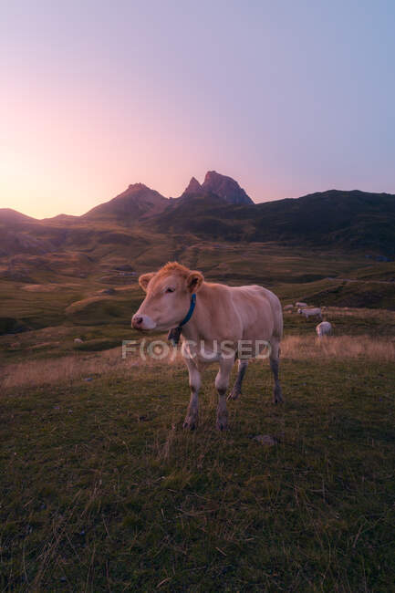 Herd of cows pasturing on green grassy meadow near rough mountain ridge against cloudless sky in nature on summer day — Stock Photo