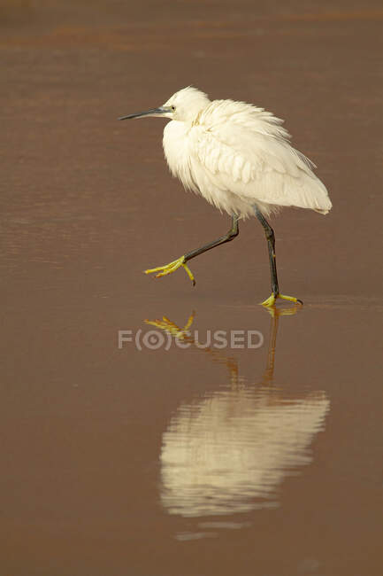 Side view of little egret bird with fluffy white plumage walking in shallow water of lake on sunny day — Stock Photo