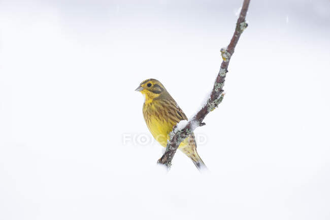 Cute Yellowhammer sitting on fragile twig of tree fallen on snowy ground on sunny winter day — Stock Photo
